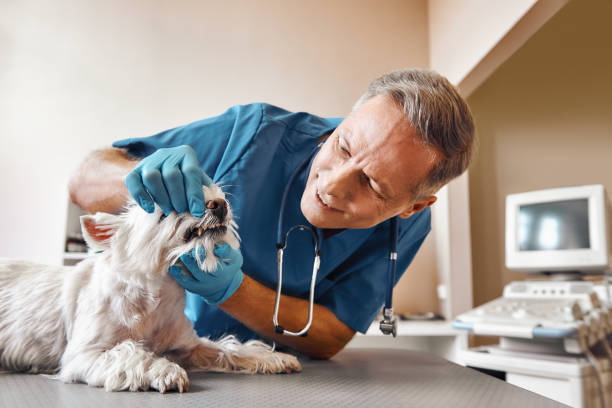 Best Emergency Dentist for Knocked-Out Tooth in Mokuleia, HI